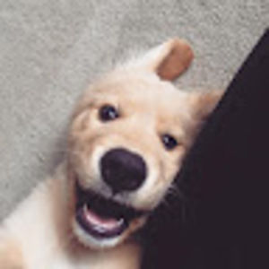 Meet your Posher, Bailey